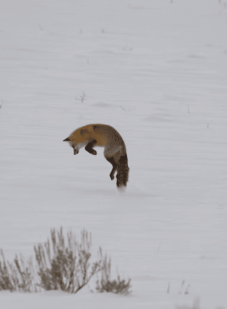 Winter Wildlife Photography with Kaul Of The Wild Yellowstone Tours