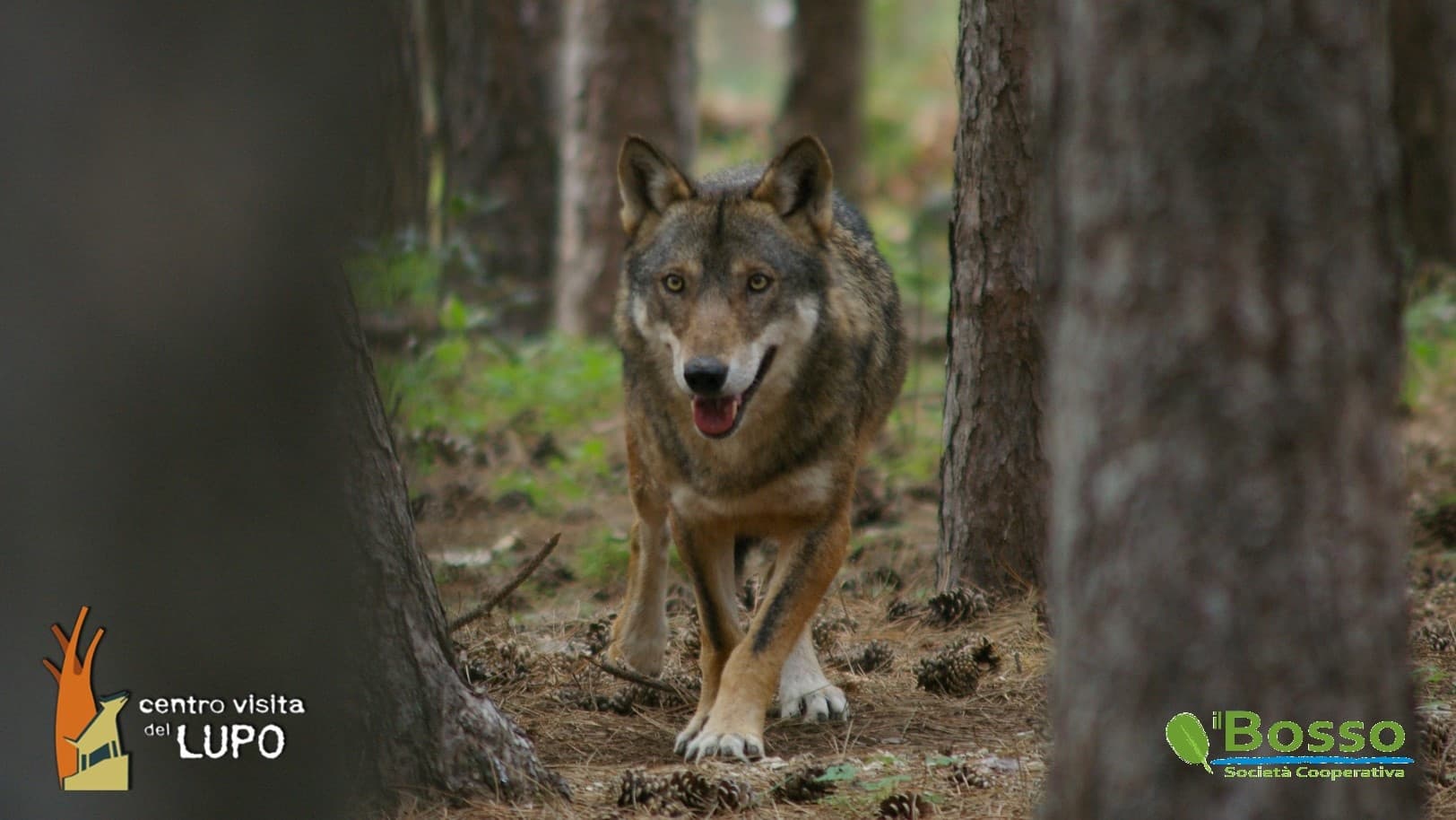 Wildlife & Wolf Watching Tour at Cooperativa Il Bosso