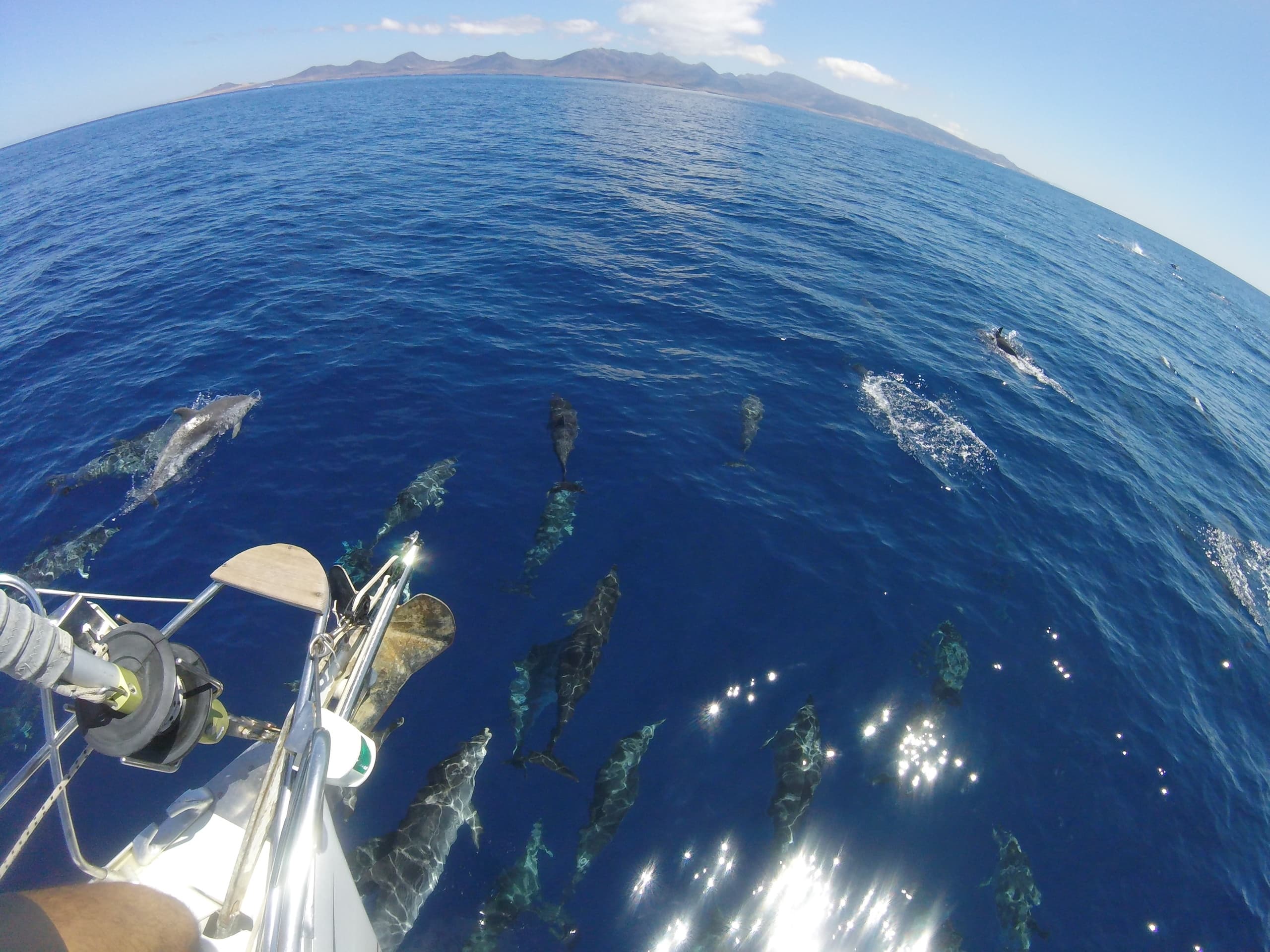 Bow view with dolphins swimming beside sailboat in blue sea