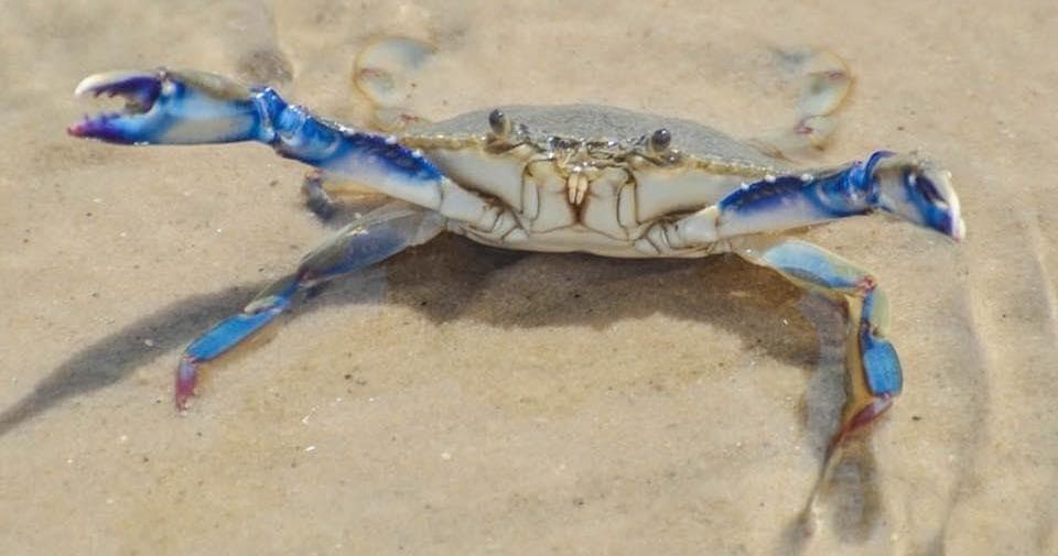 Hands-On Blue Crab Adventure at Coastal Discovery Museum