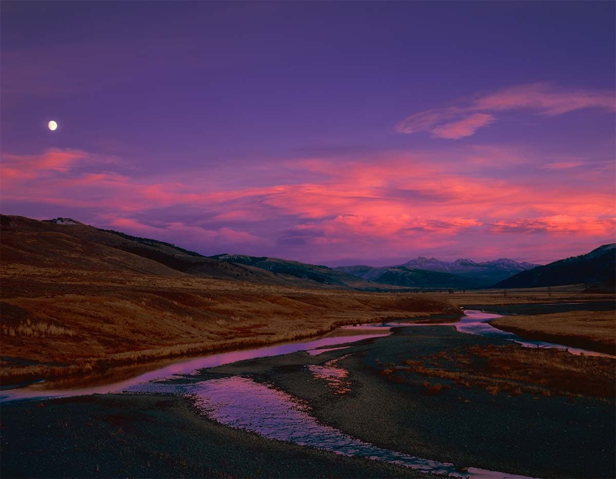 Yellowstone Wildlife Tours with Silver Gate Guides