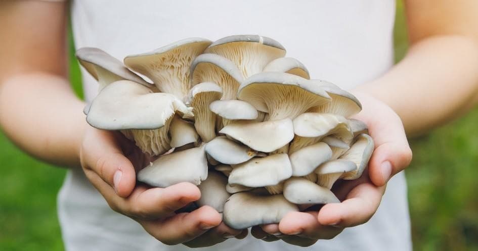 Shiitake Mushroom Farm Experience | Farm in Assentiz | 