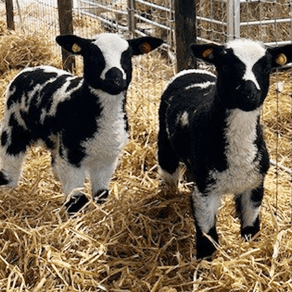 Small Holder Sheep Keeping Course near Dover — City & Guilds Sheep Husbandry Training