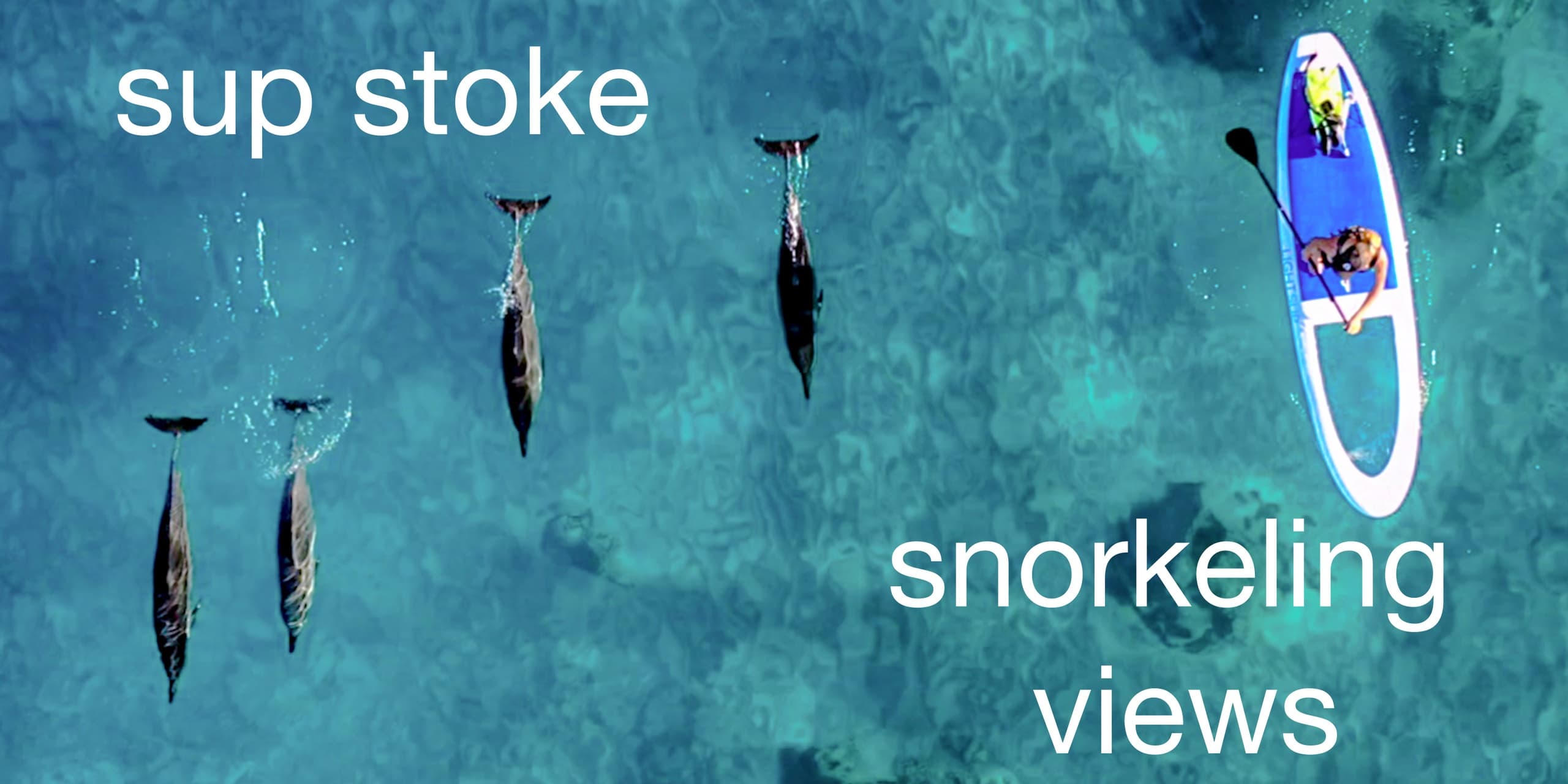 Aerial snorkel and paddleboard scene with dolphins in reef