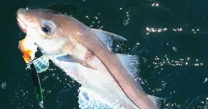 White hake caught on jig during offshore tuna charter in open sea