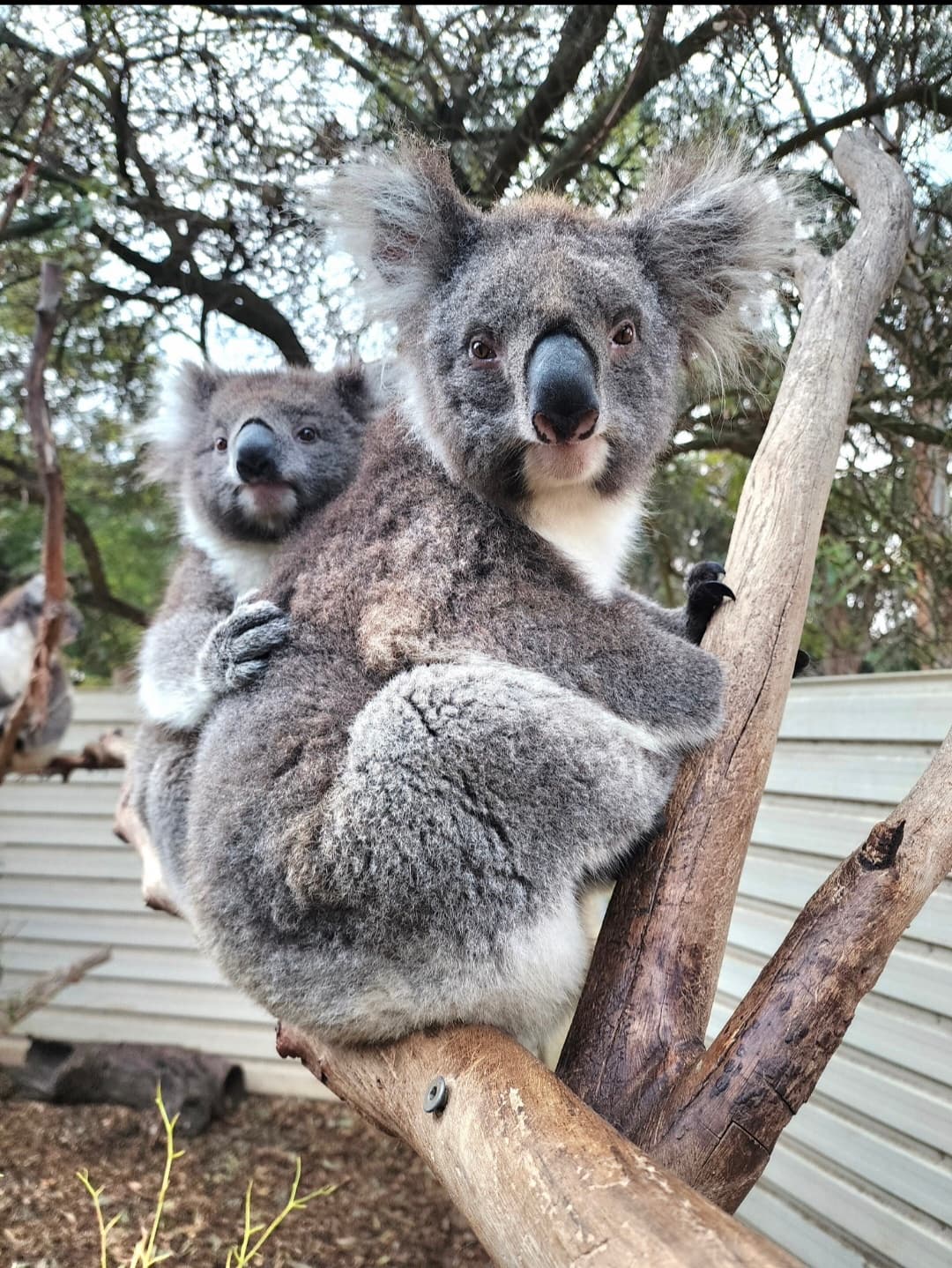 Koala Experience in Cudgee: Up-Close Encounters at Warrnambool Wildlife Encounters photo 2