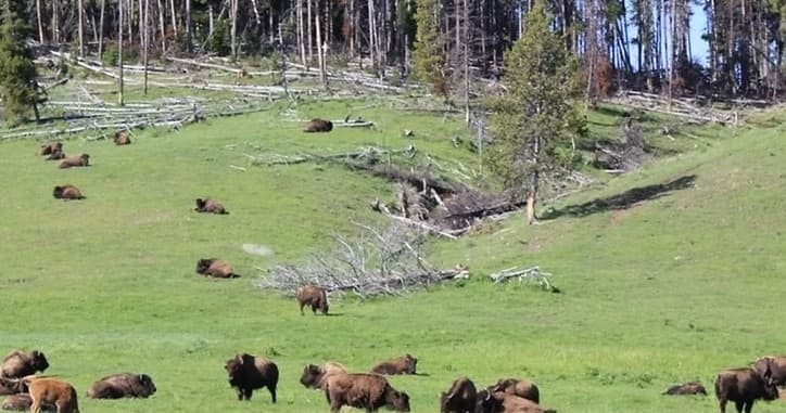Private Multi-Day Yellowstone & Teton Tour from Jackson Hole or West Yellowstone