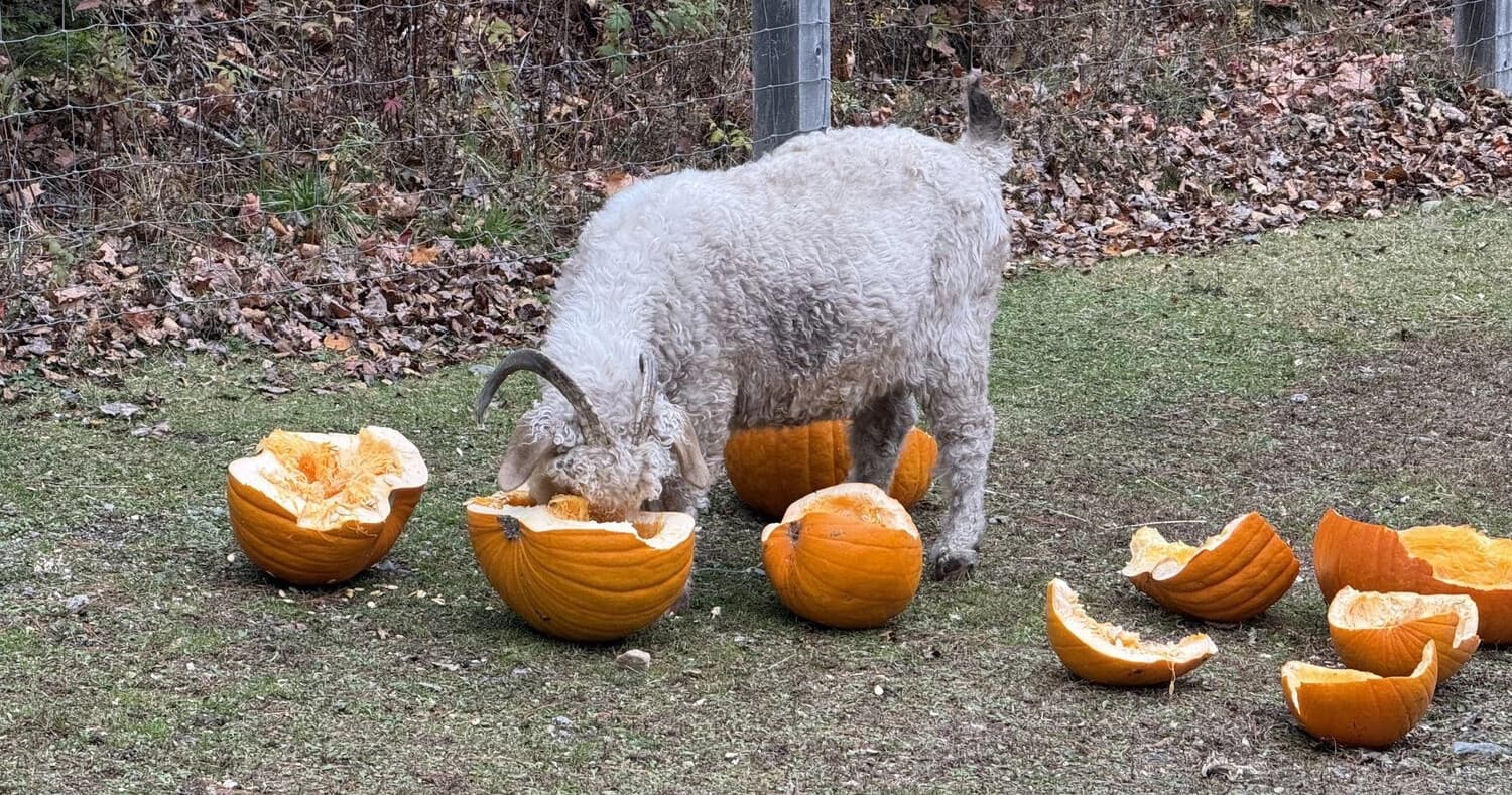 Downeast Donkey Walks fleet