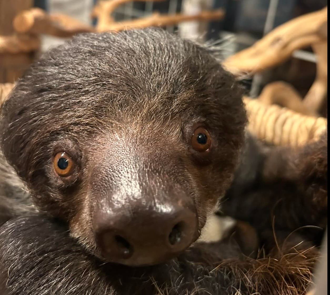 Up-Close Sloth Feeding Encounter in Wright City, Missouri