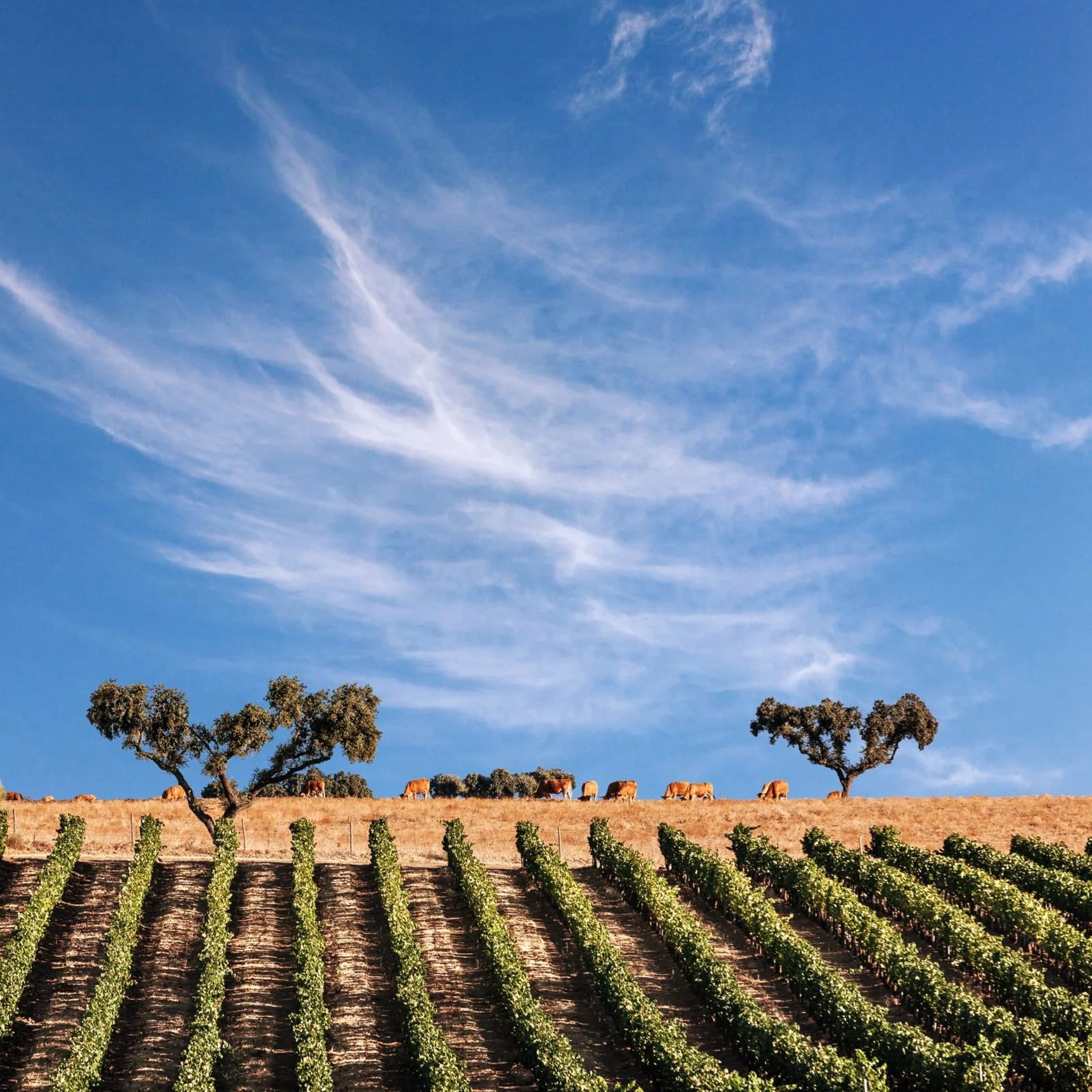 Vineyard rows on rolling hills under blue sky in rural Portugal