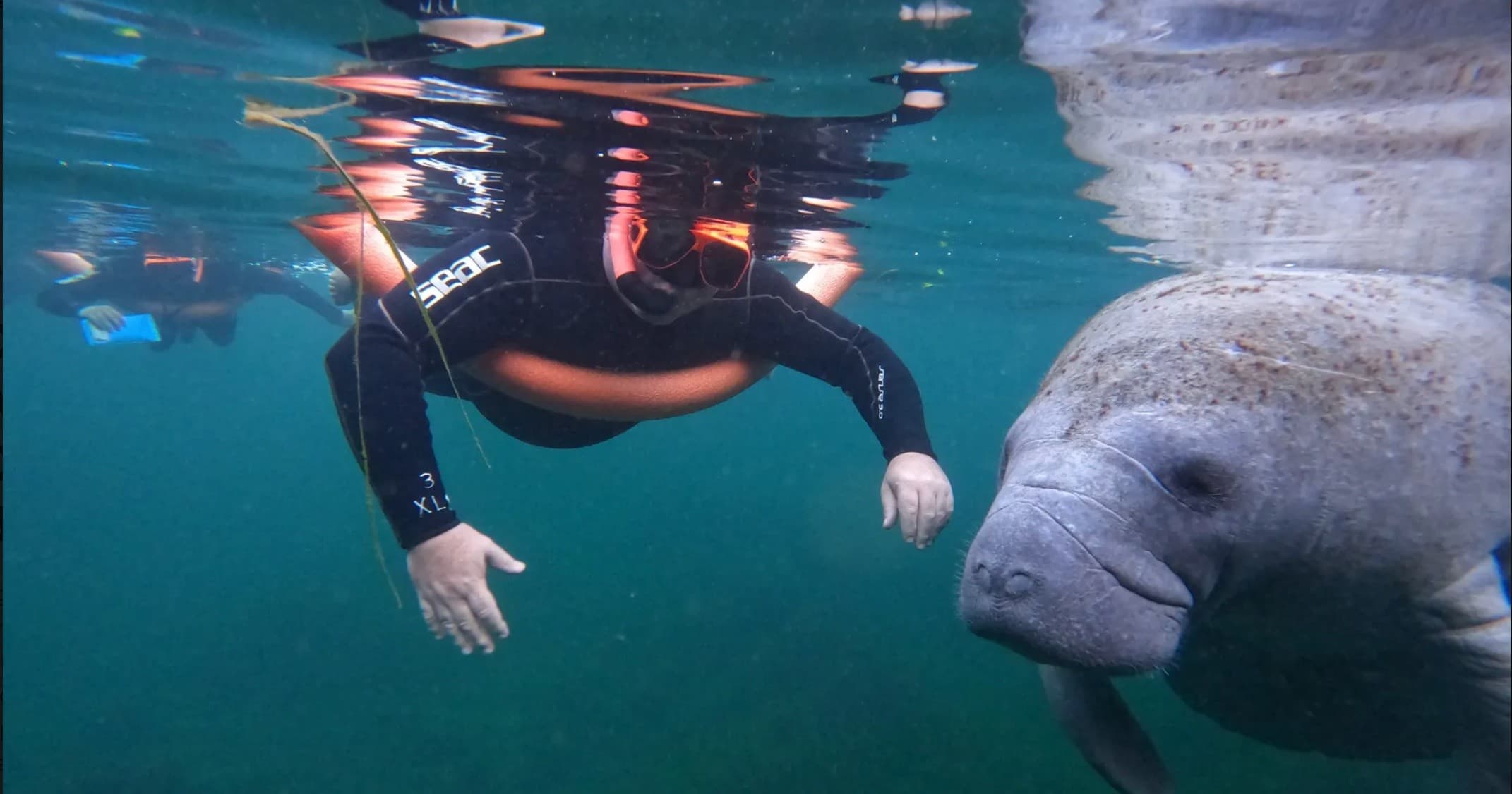 Private Manatee Snorkeling Tour in Crystal River: Swim with Wild Manatees at King's Bay photo 3