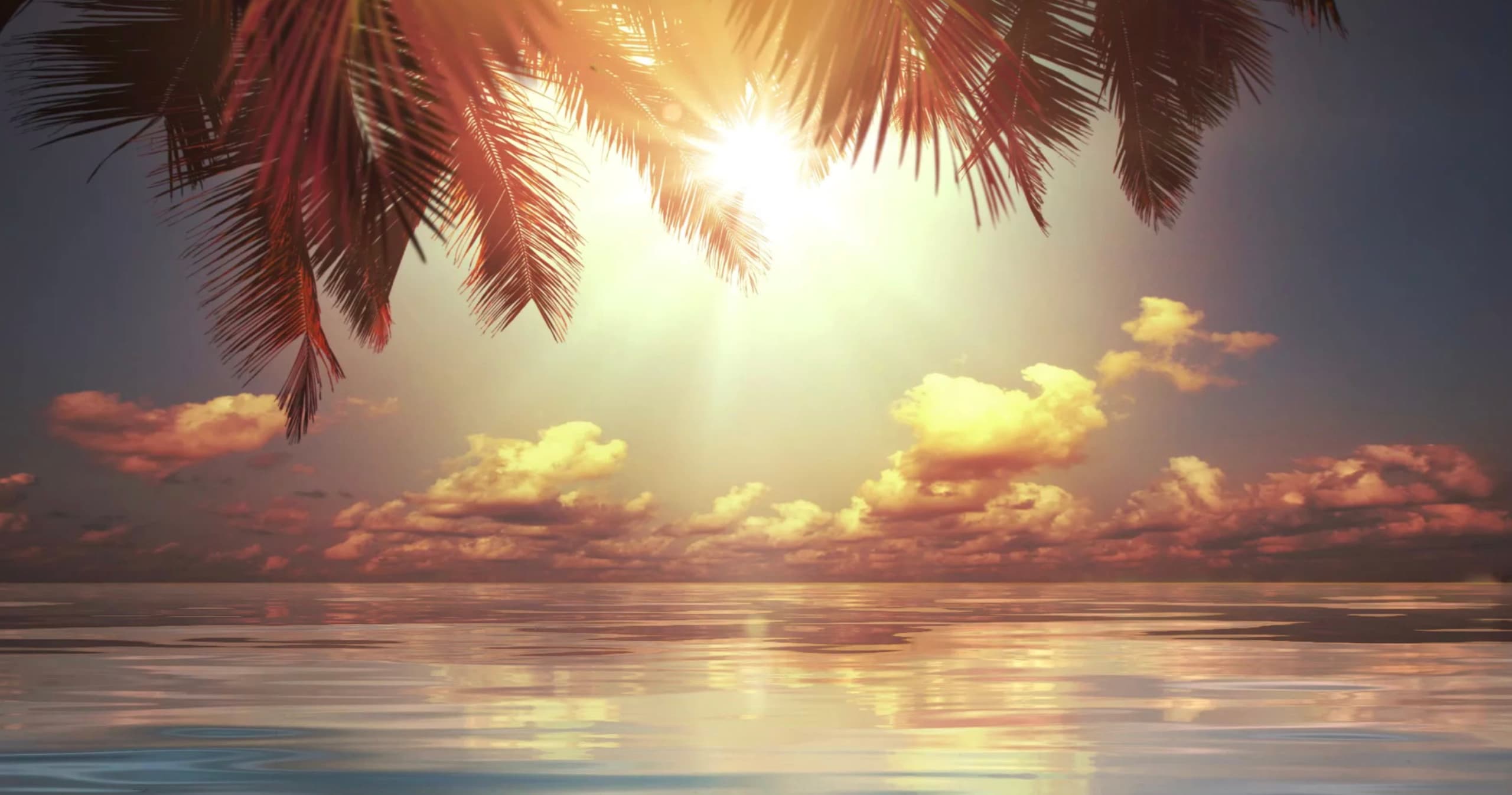 Tropical sunset over calm sea with palm silhouettes in Key West