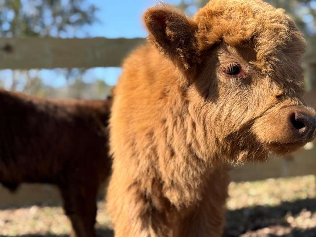 Galentine’s at The Fluffy Cow Café: Feed Goats, Meet a Fluffy Cow Baby in St. Augustine
