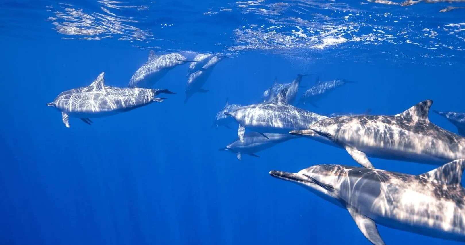 Dolphins swimming in clear tropical ocean near coral reef
