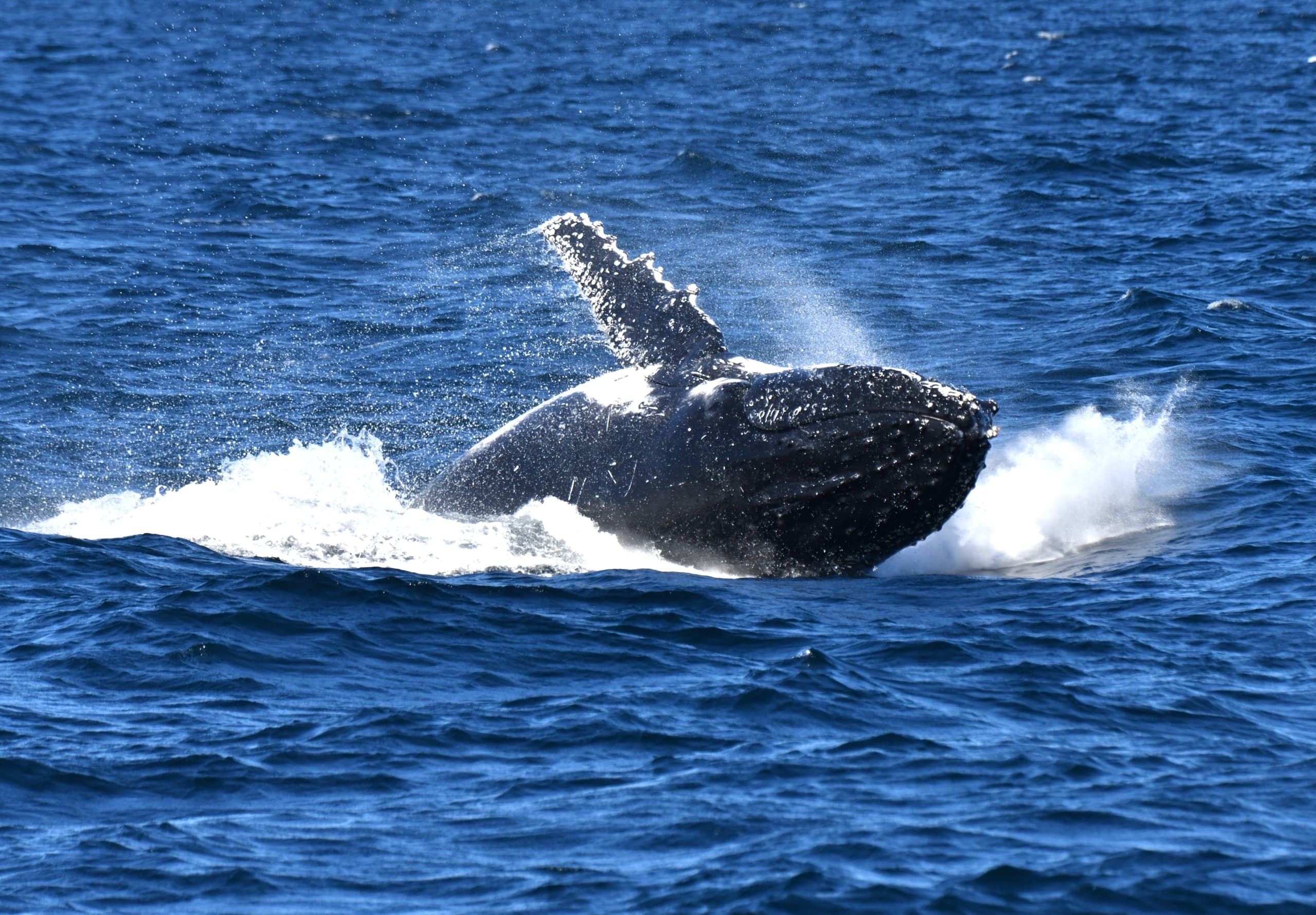 Whale Watching & Wine Tasting with Picture Me Sydney