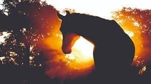 Horse-Based Wellness Retreat - EquiZen in Nature
