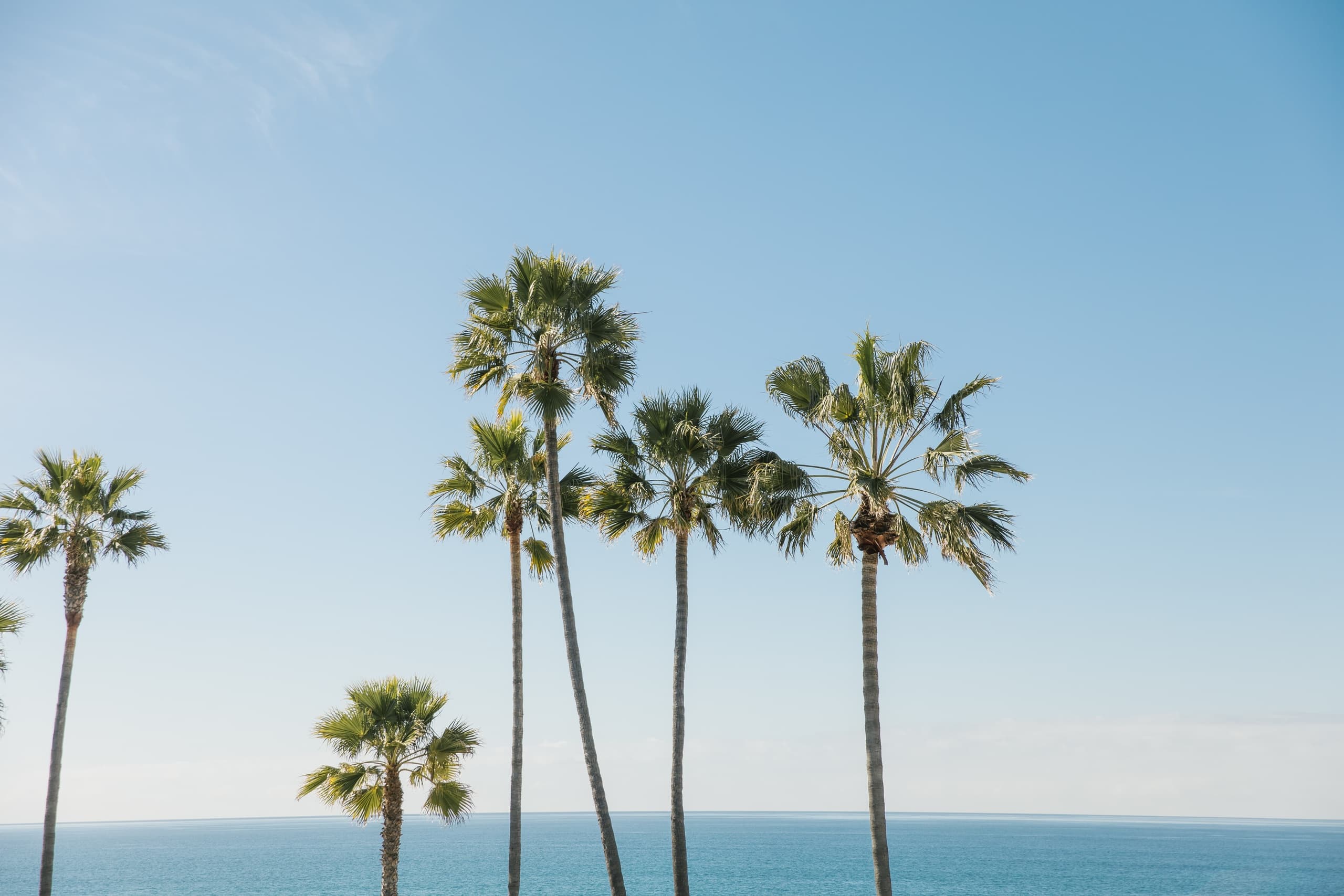 Tall palm trees along coast with clear sky, relaxed seaside biking