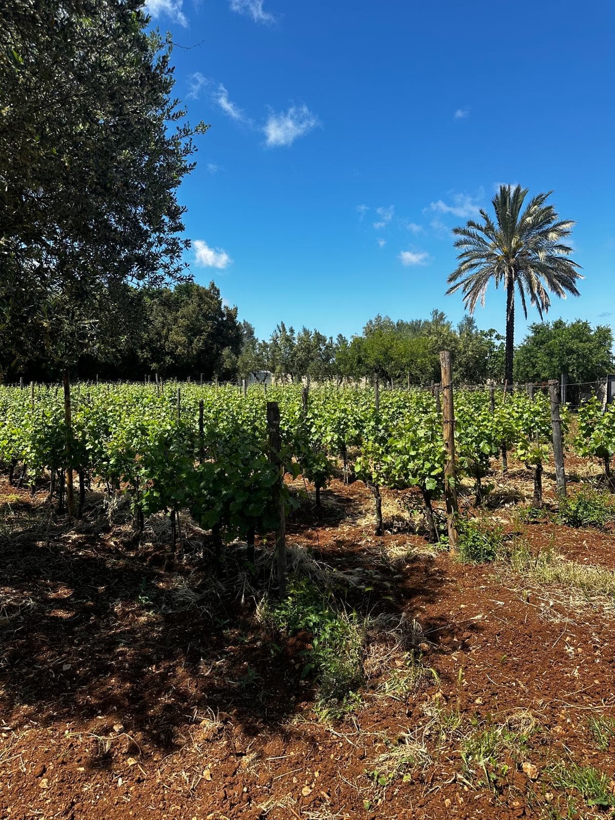 Polignano Farm Walk and Tasting — Puglia Vineyards, Olive Oil & Rustic Agriturismo photo 4