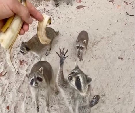 Water-Activities Spotlight: Raccoon Island Tour by Ocean Force Adventures