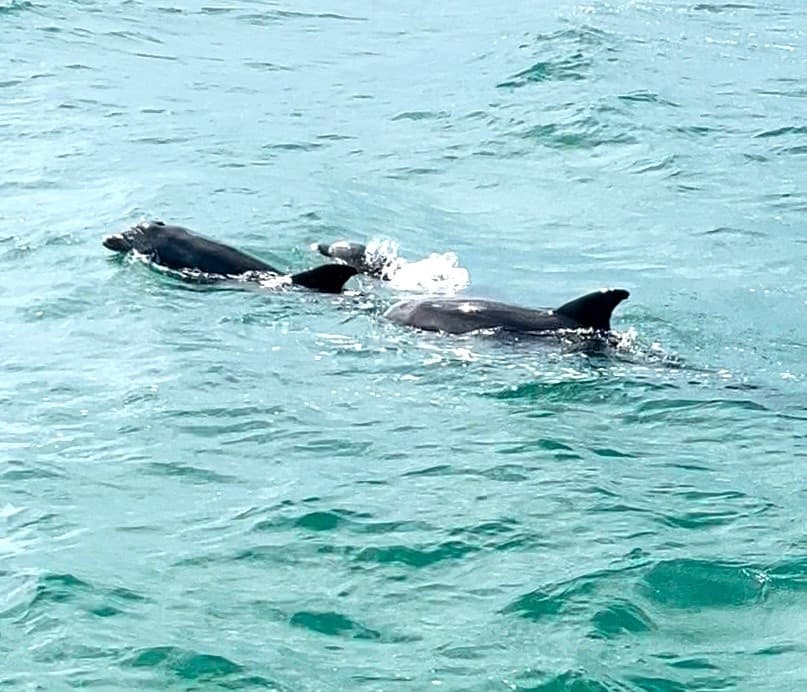 Dolphins and Donuts Morning Tour in Fort Walton Beach | Sandy Bottom Cruise & Wildlife Viewing photo 4