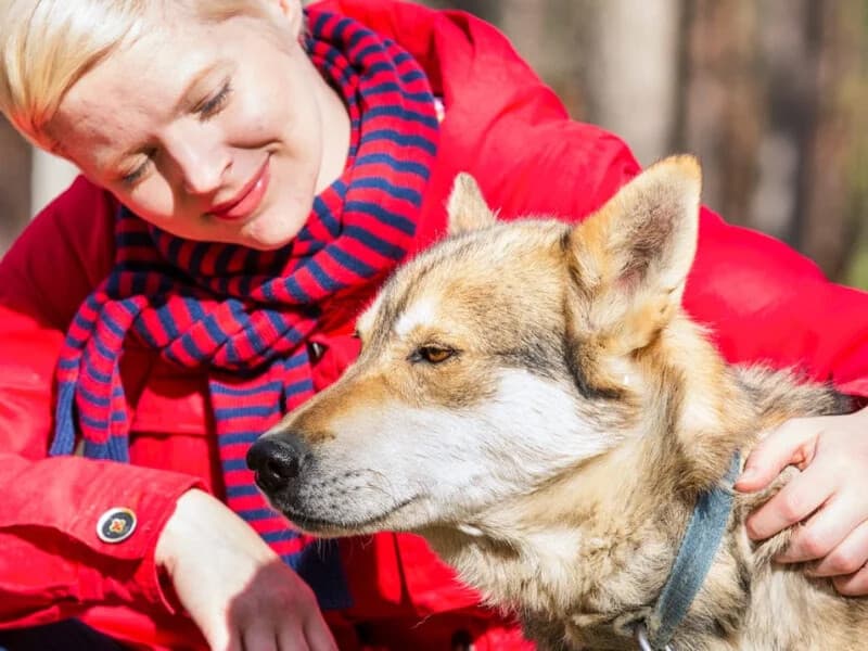 Husky Summer Adventure in Rovaniemi: Kennel Visit & Wheeled Husky Ride