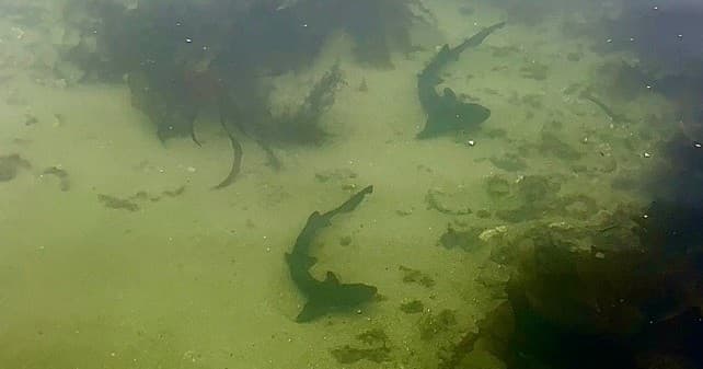 Leopard Shark Tour at Terranea Resort in Rancho Palos Verdes