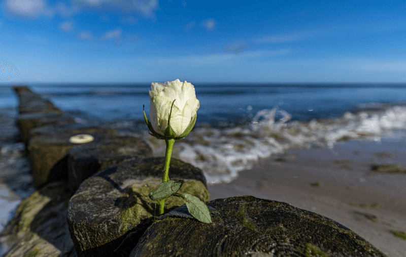 Honoring Loved Ones with a Serene Burial at Sea off Jacksonville's Coast