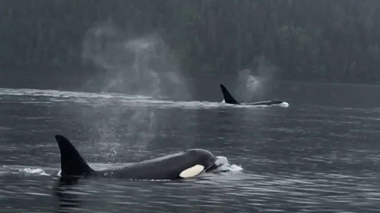 The Passage to Sitka: Alaska's Scenic Boat Tour