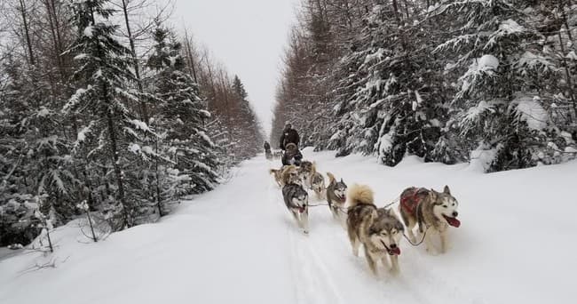 Dog Sledding Adventures with Chalets Villégiature & Daaquam