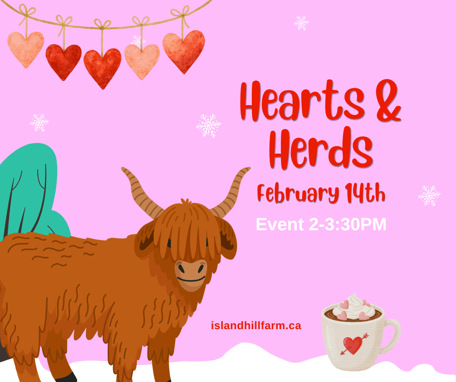 Meet Highland Cows at Hearts & Herds: A Valentine's Farm Visit on Prince Edward Island