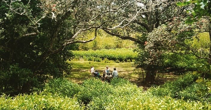 Mauna Kea Tea's Premium Tea Experience in Honokaa