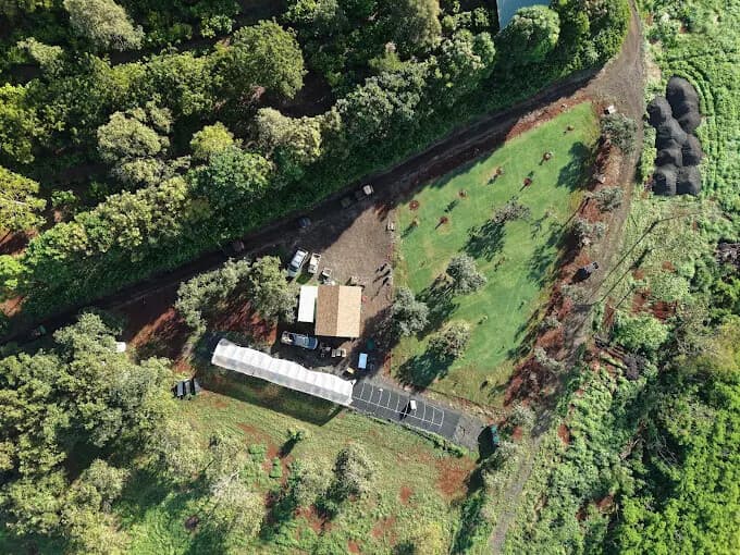 Top-down drone shot of Mililani Estate cacao orchard and homestead