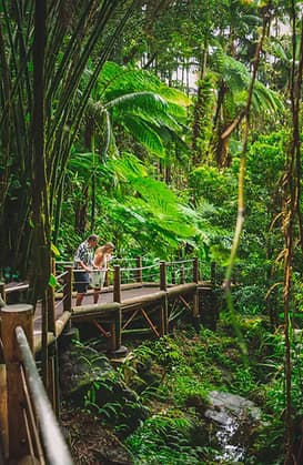 Aloha Ala Tours fleet