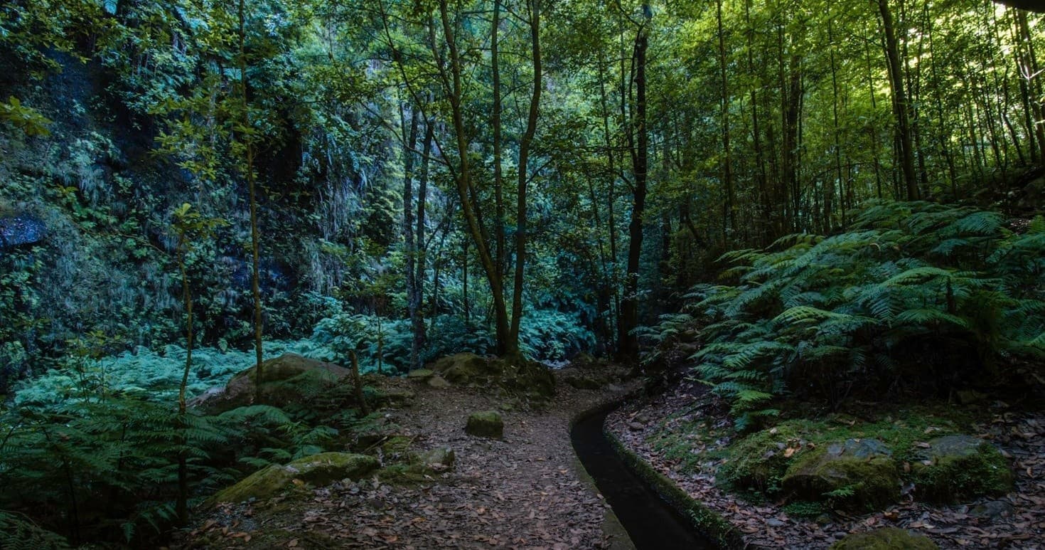Levada do Rei / Ribeiro Bonito photo 1