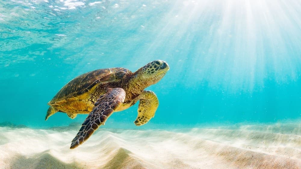 Sea turtle swimming in sunlit shallow tropical seafloor
