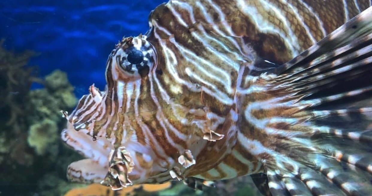 Educational Fish Programs at Denver's Downtown Aquarium photo 1