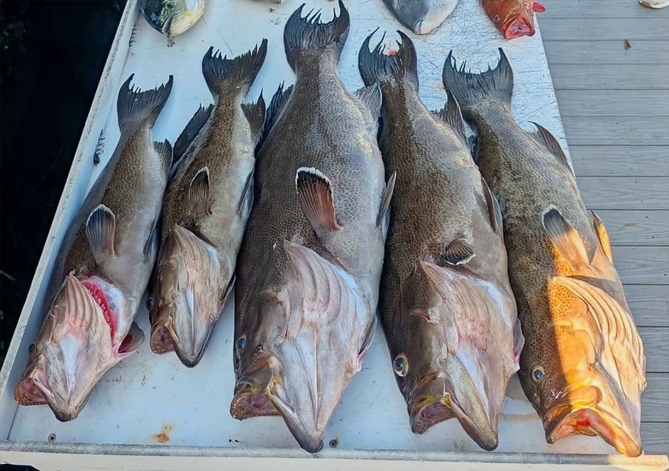 Full-Day Offshore Fishing: 10-Hour Charter from Murrells Inlet