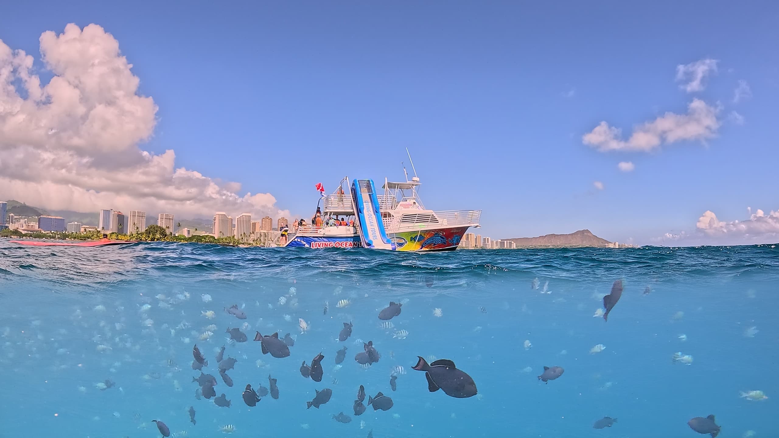 Living Ocean Tours fleet