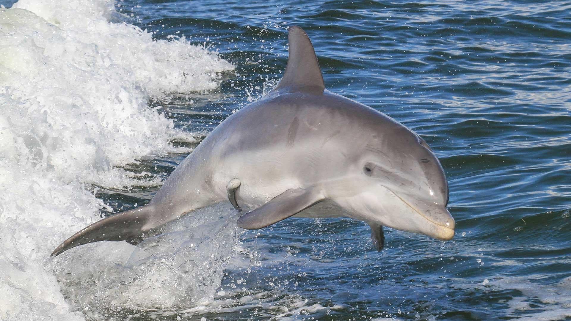 Dolphin Watch Morning Eco Tour on South Padre Island
