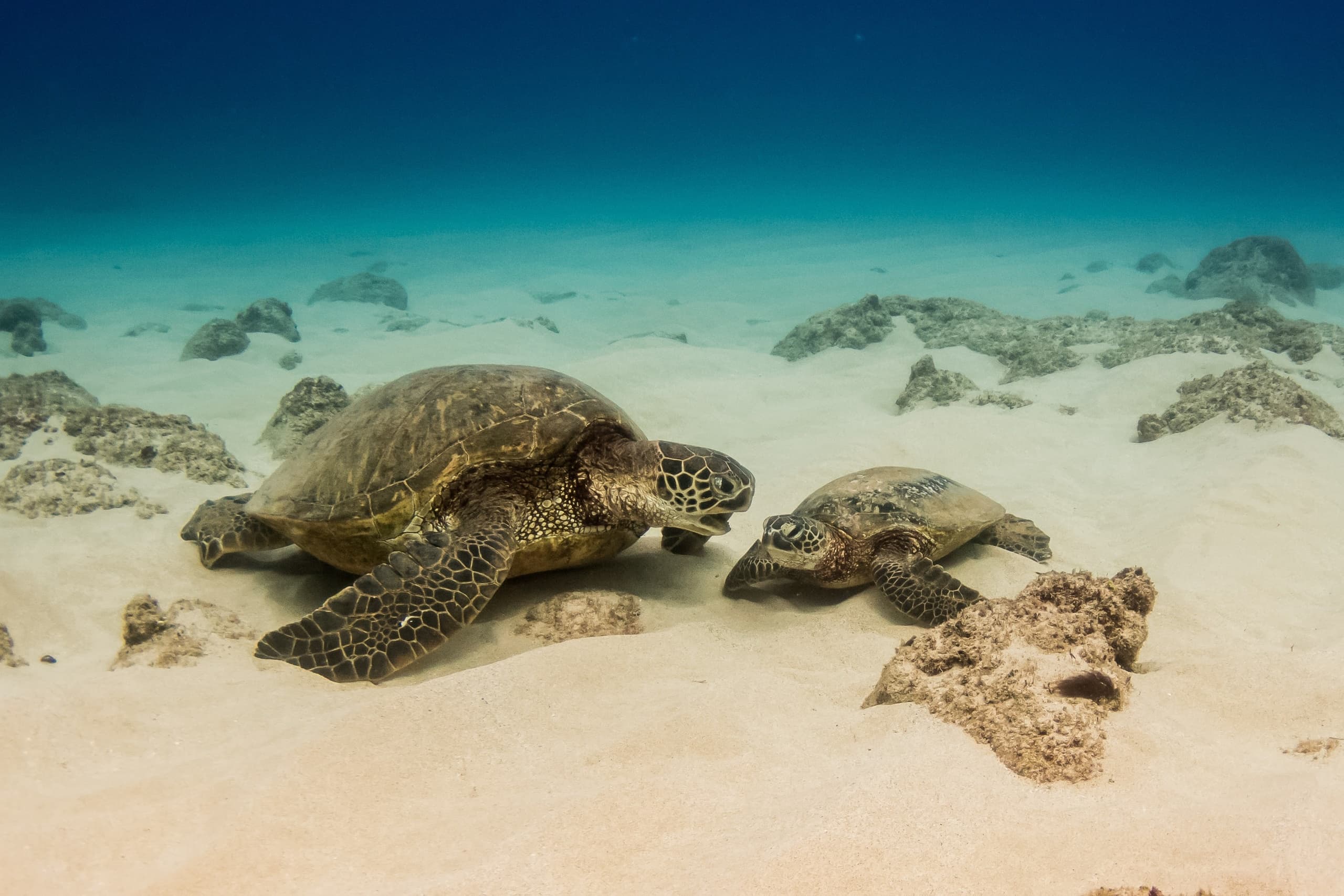 Green sea turtles resting on sandy seafloor in shallow tropical waters