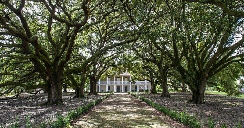 Oak alley leading to historic plantation house, Louisiana tour