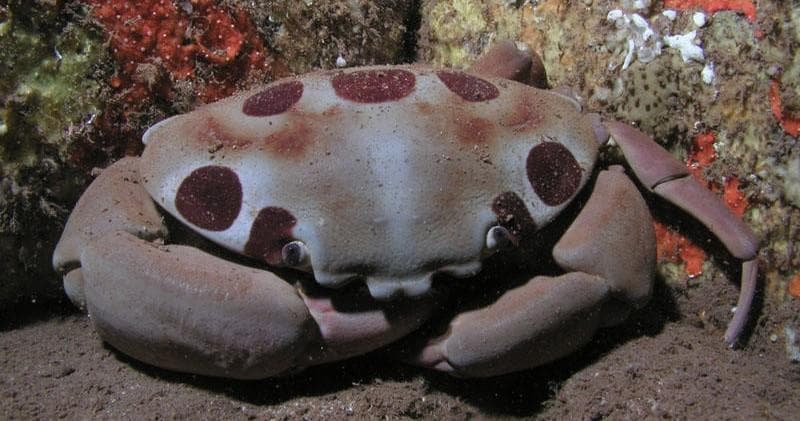 Earn Your Open Water Diver Certification in Maui’s Pristine Ocean