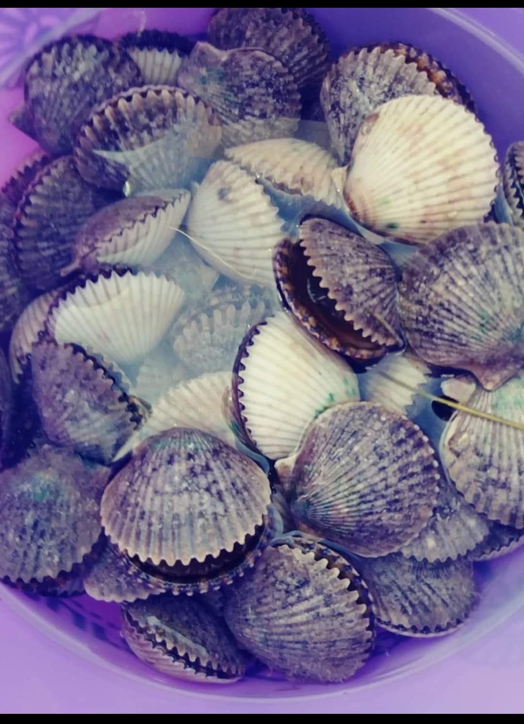Bay Scallop Quest with Captain Gene: 7-Hour Gulf Scalloping Adventure in Crystal River
