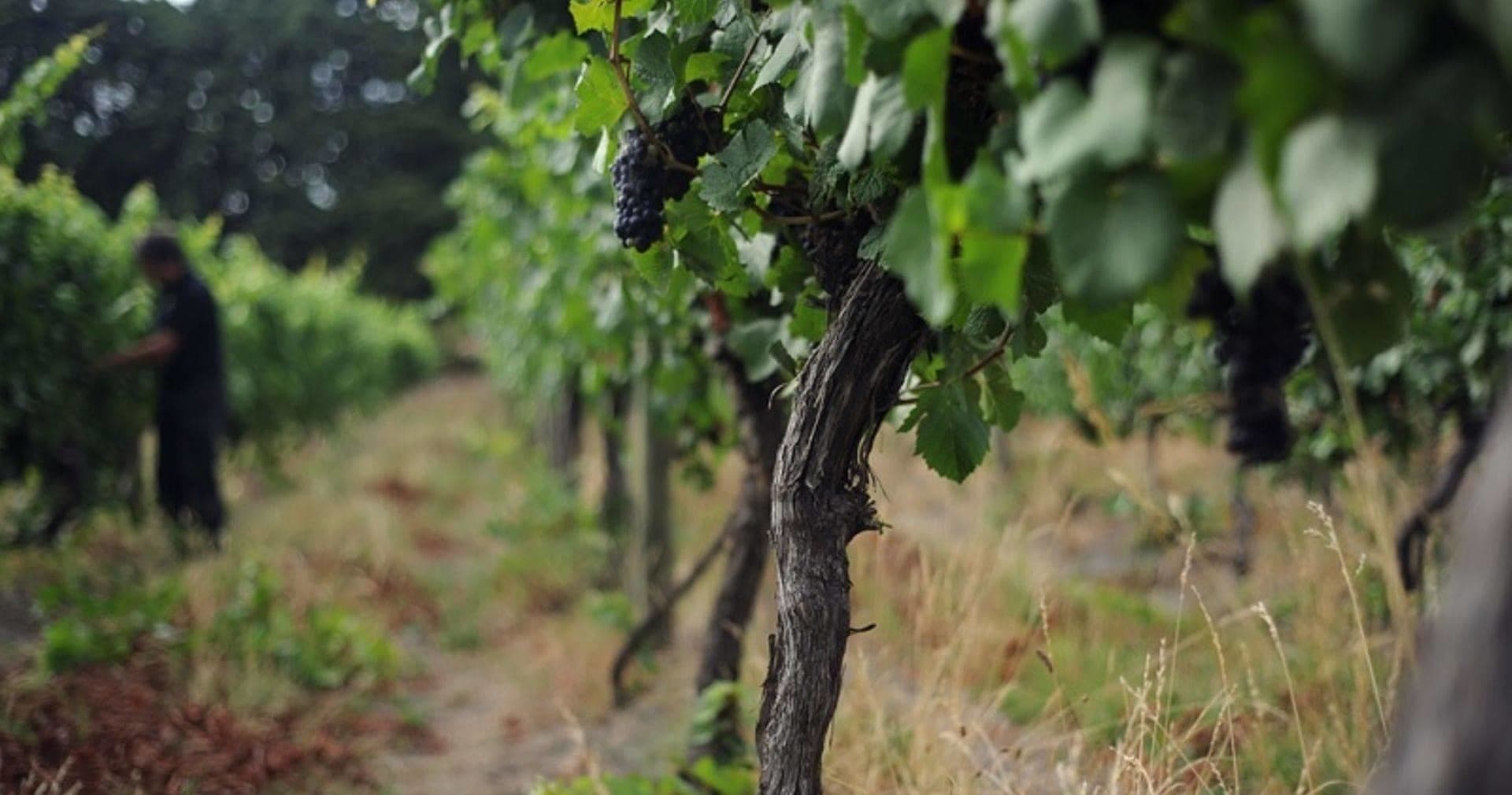 Worker walking through Tamar Valley vineyard rows during harvest