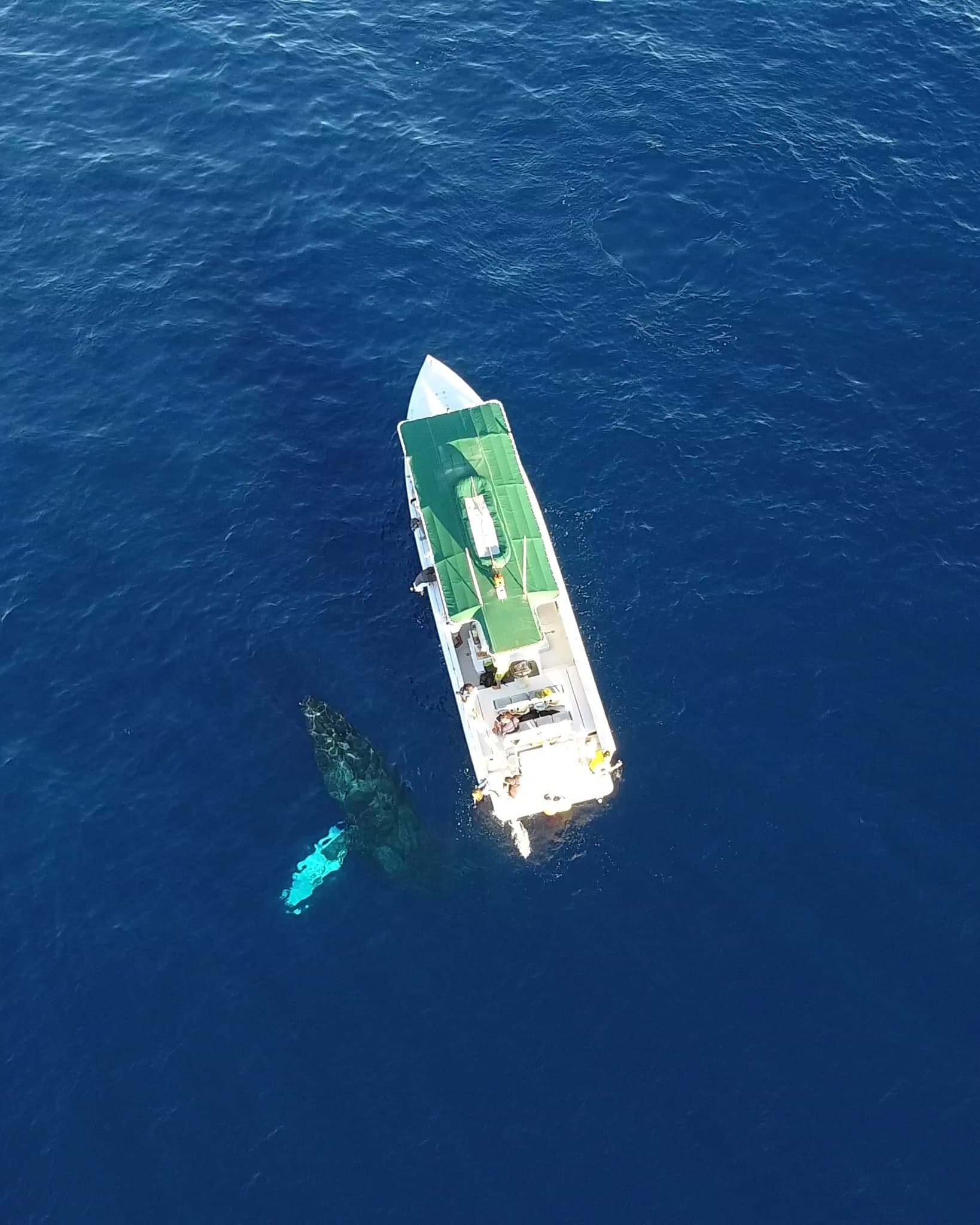 Humpback Whale Watch Adventure in Lahaina, Hawaii