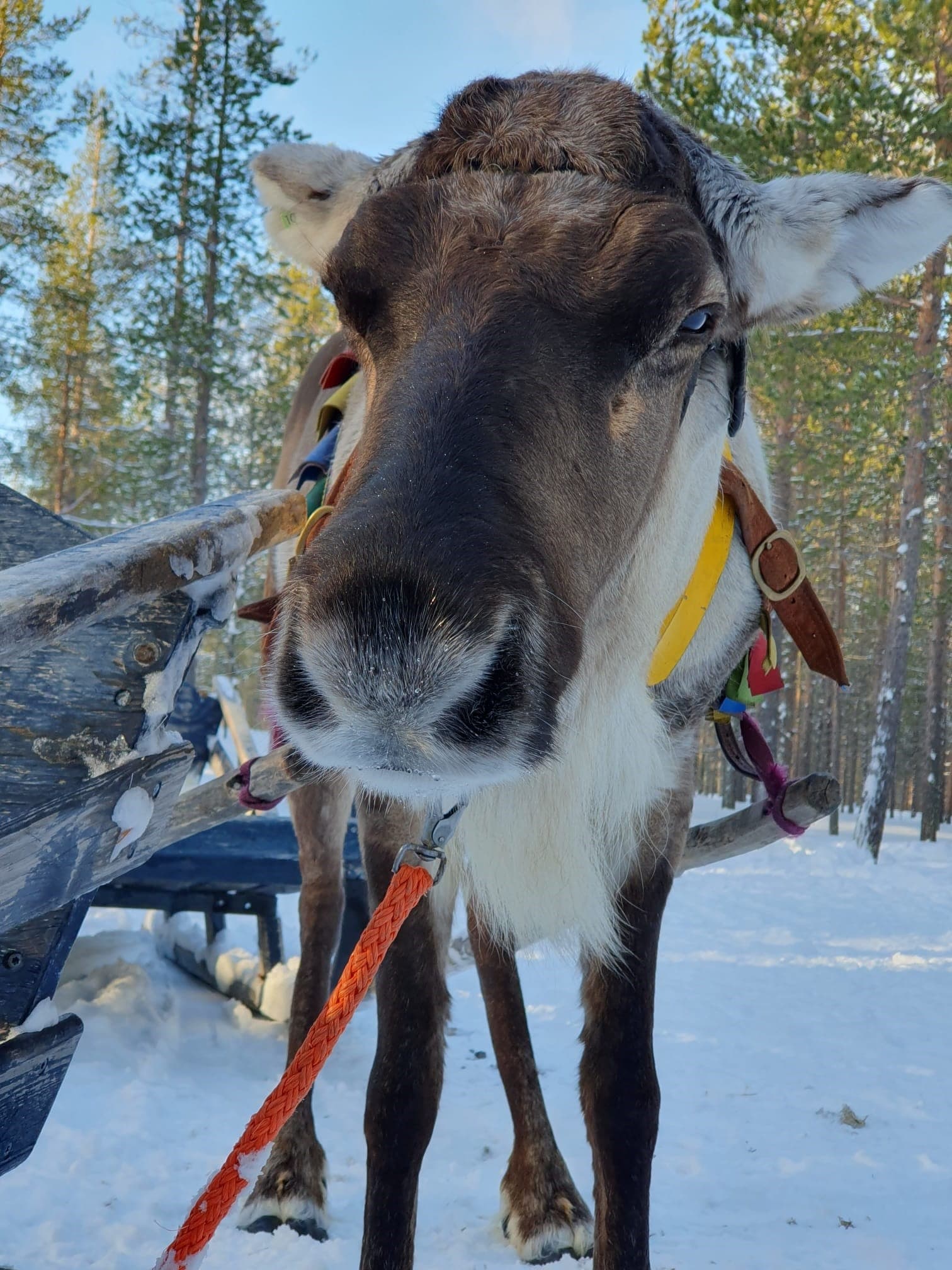 Wildlife & Cultural Tour at Lapponia Tours Reindeer Farm