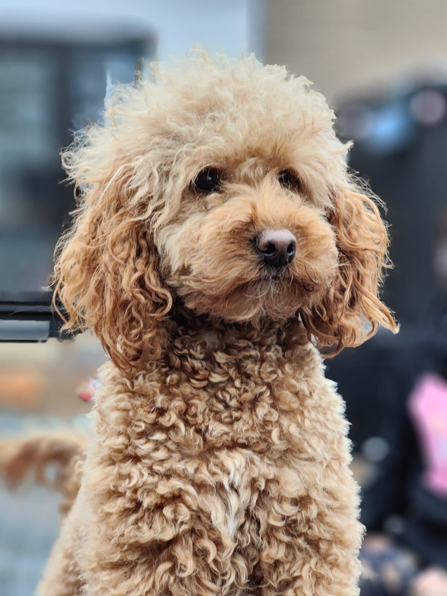 Dog Training with Poppy's Perfect Pups