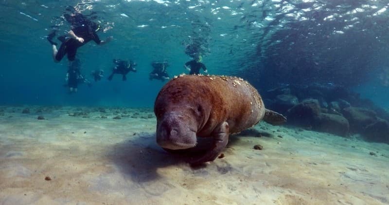 Snorkeling Adventure at Palm Beach's South Jetty, Florida