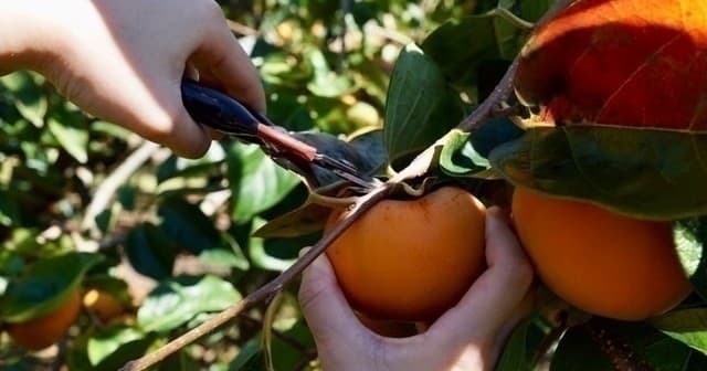 Harvesting ripe persimmons in orchard with pruning shears