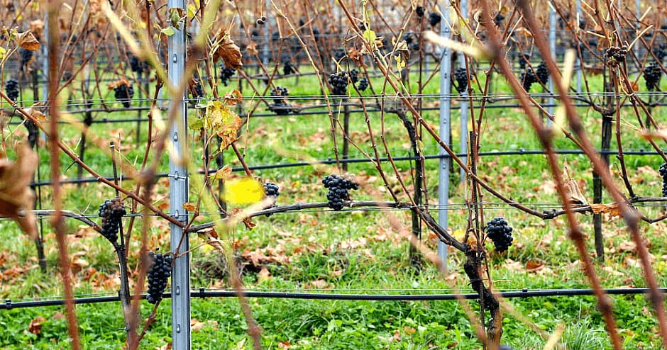 Sip and Savor: The Ultimate Wine Transfer Tour from Budapest to Vienna